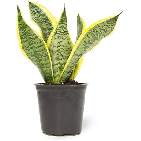 Product: Snake Plant (Sansevieria)